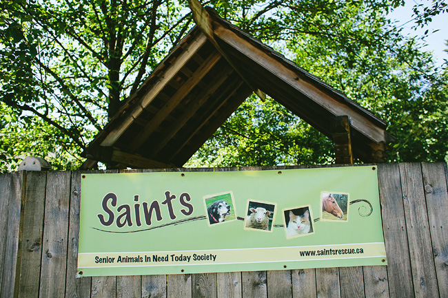 saints-animal-rescue-mission-bc001