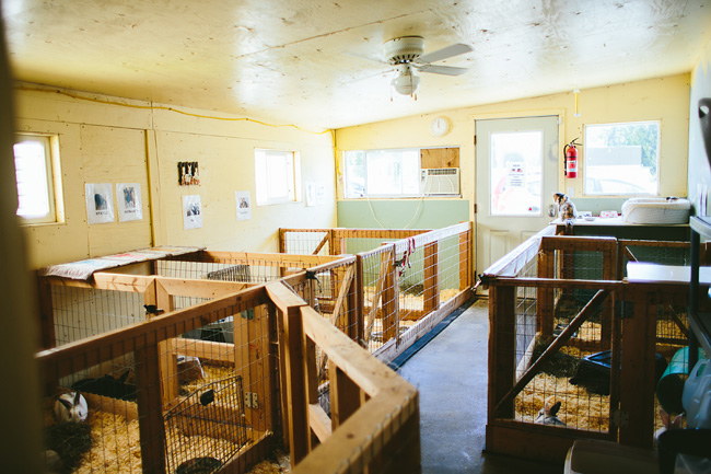 Bunny room at Saints Rescue