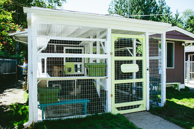 Outdoor Cat Rescue Enclosure 