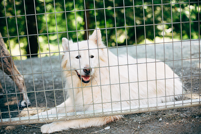 Saints Rescue Dog BC