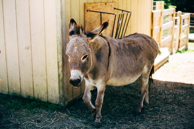 Donkey at Saints Rescue