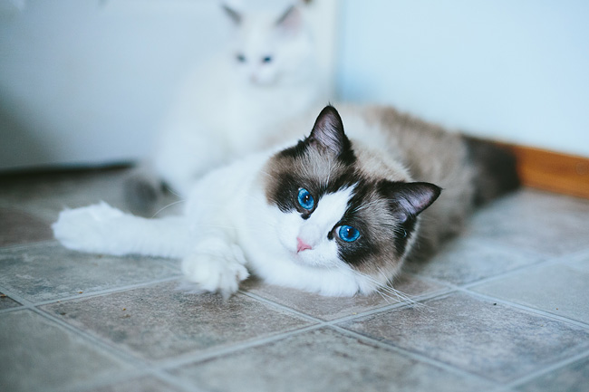 Bella Rina from Hug-a-Ragdoll Cattery in Coquitlam BC