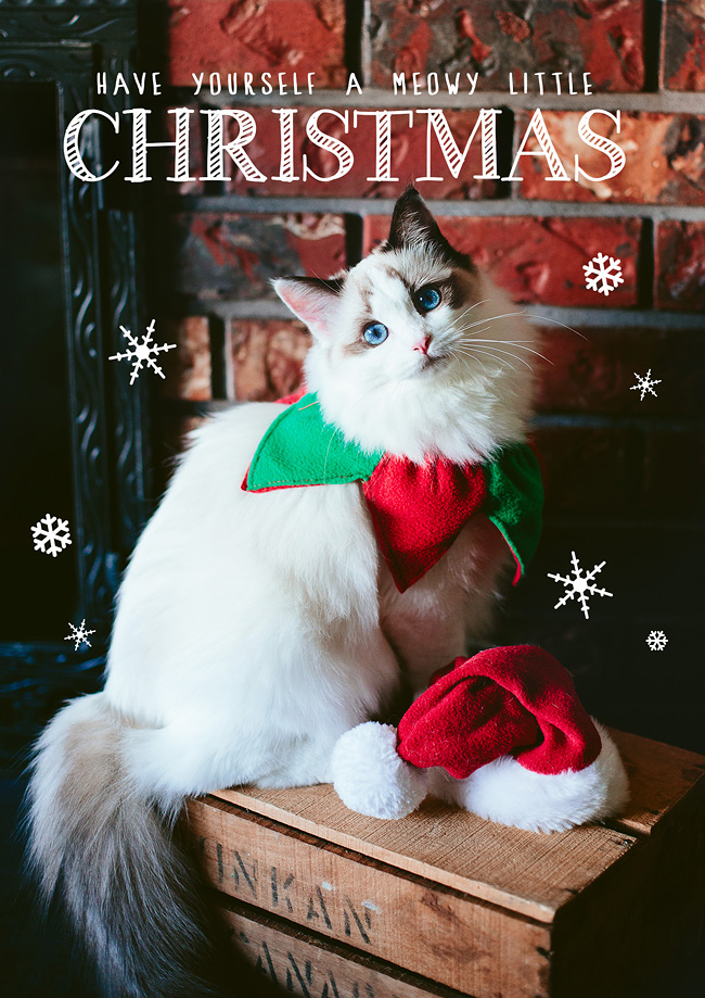 Kitten-Christmas-Card-Behind-the-Scenes001