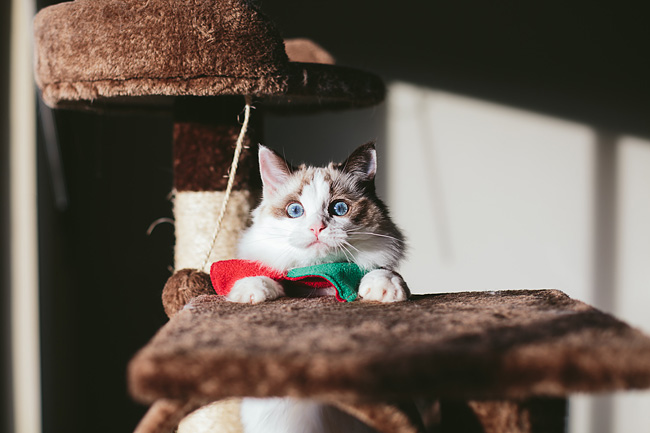 Kitten-Christmas-Card-Behind-the-Scenes002