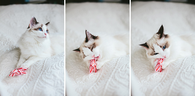 Kitten-Christmas-Card-Behind-the-Scenes005