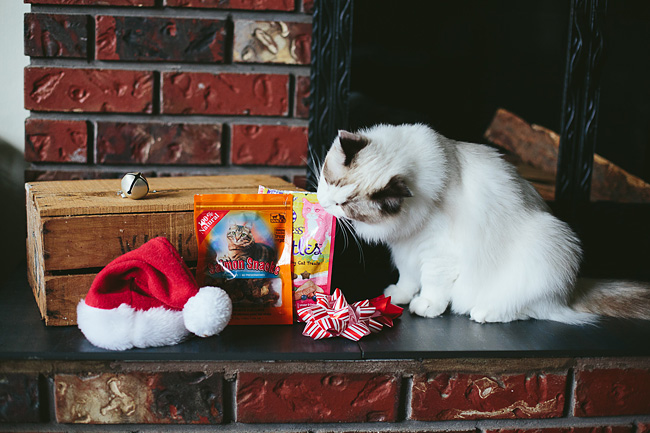 Kitten-Christmas-Card-Behind-the-Scenes009