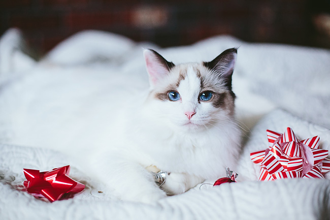 Kitten-Christmas-Card-Behind-the-Scenes010