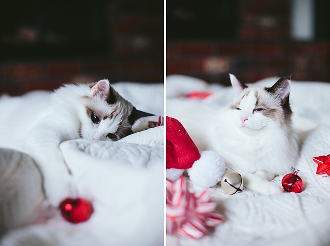 Kitten-Christmas-Card-Behind-the-Scenes011