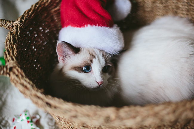 Kitten-Christmas-Card-Behind-the-Scenes012