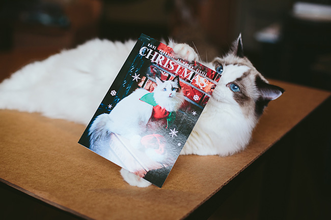 Kitten-Christmas-Card-Behind-the-Scenes018