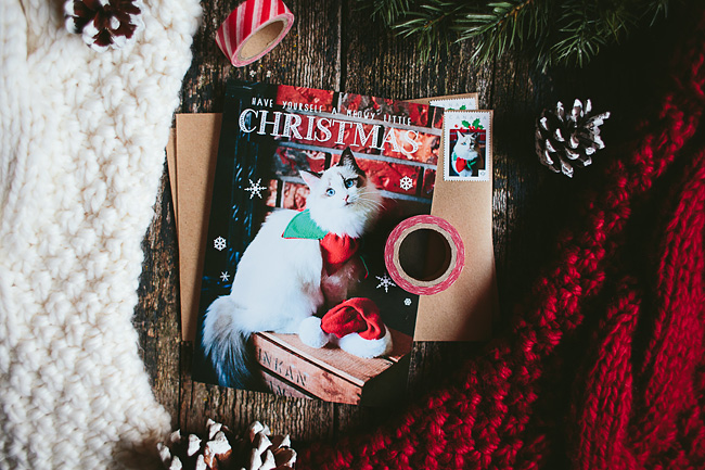 Kitten-Christmas-Card-Behind-the-Scenes022