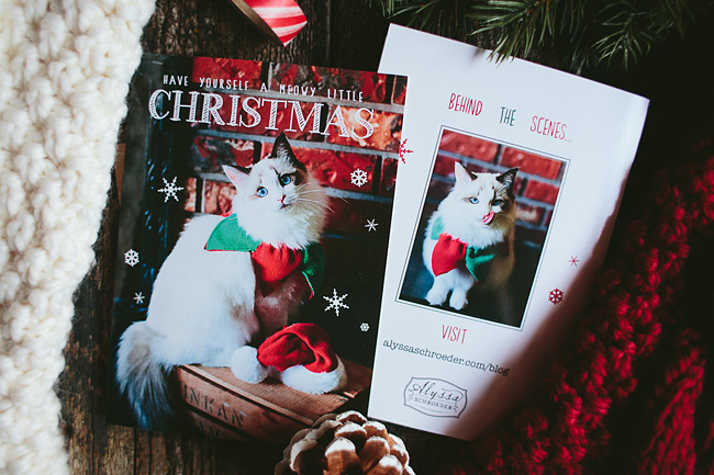 Kitten-Christmas-Card-Behind-the-Scenes024