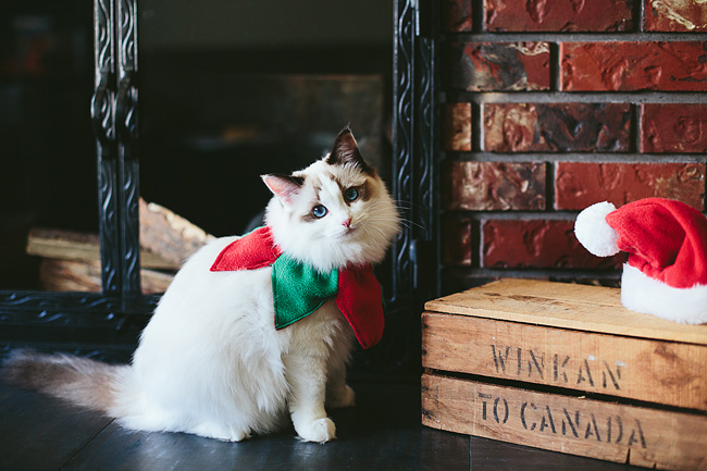 Kitten-Christmas-Card-Behind-the-Scenes034