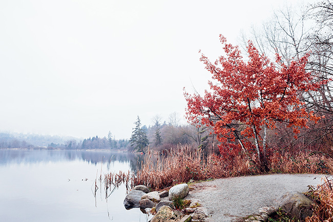 Deer-Lake-Park-Burnaby-Winter-blog