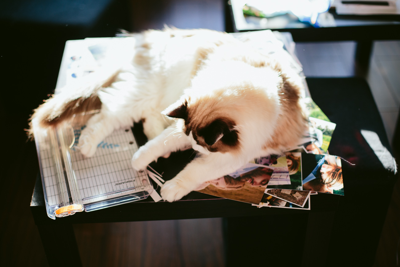 Cat Helping with Project Life