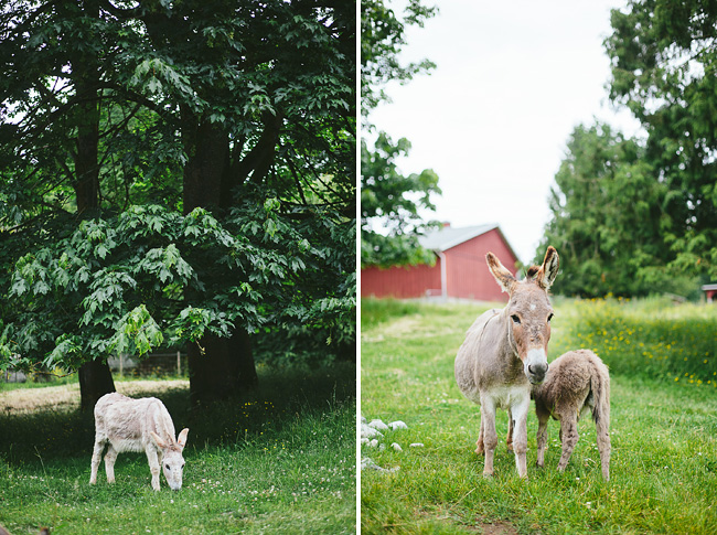 donkeys in langley country