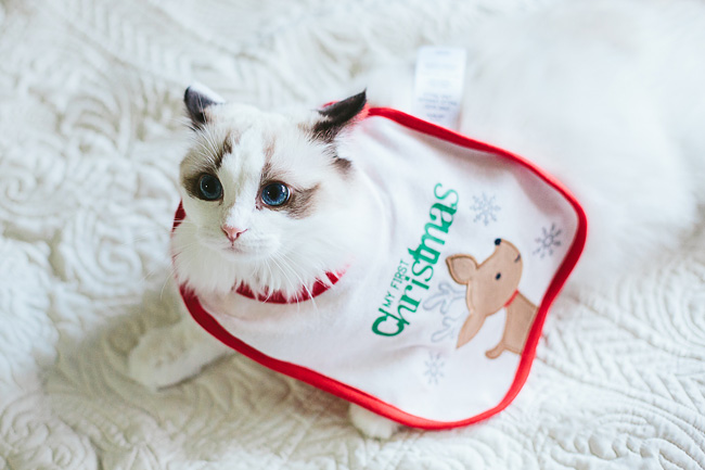 Kitten-Christmas-Card-Behind-the-Scenes006