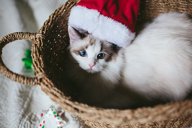 Kitten-Christmas-Card-Behind-the-Scenes013