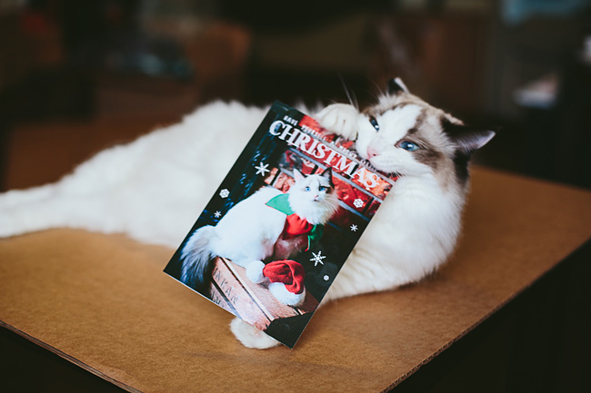 Kitten-Christmas-Card-Behind-the-Scenes019