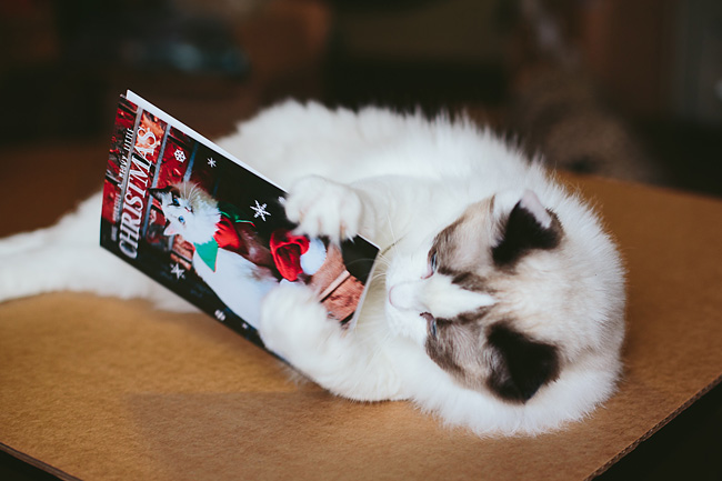Kitten-Christmas-Card-Behind-the-Scenes020