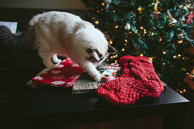 Kitten-Christmas-Card-Behind-the-Scenes021