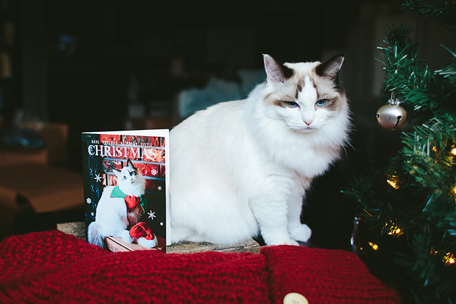 Kitten-Christmas-Card-Behind-the-Scenes023