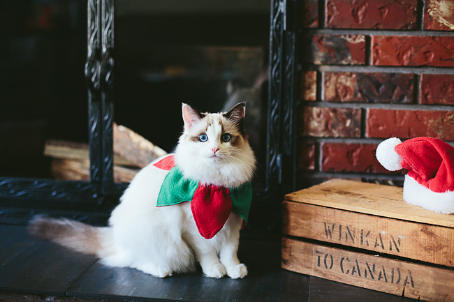 Kitten-Christmas-Card-Behind-the-Scenes033